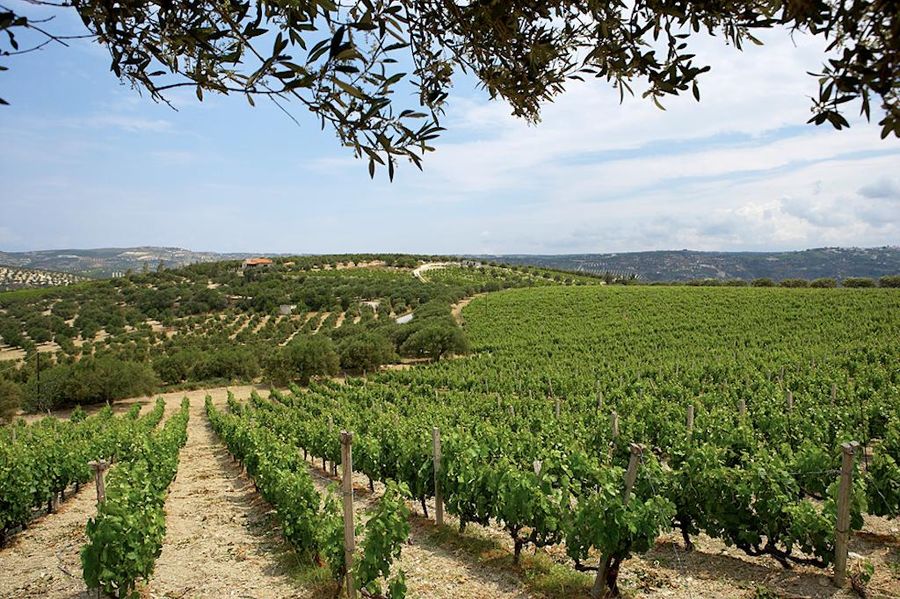 rows of vines at Boutari Crete Winery winery in the background of blue sky